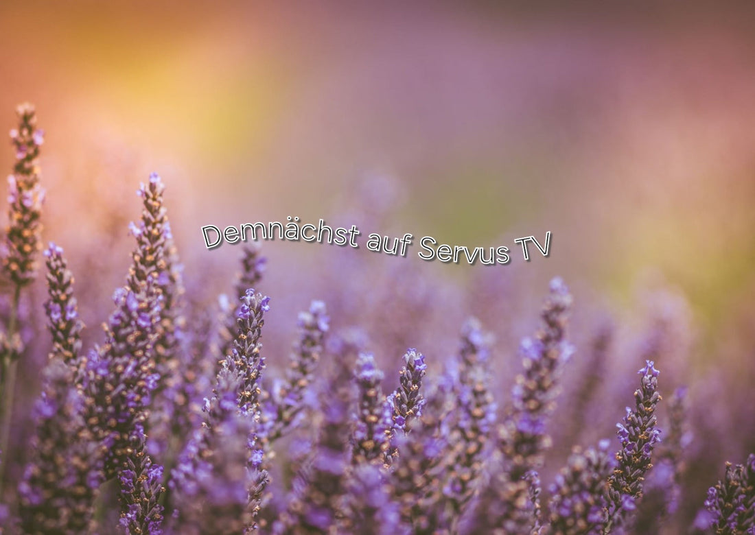 Achinger Lavender on Servus TV — See You in May!
