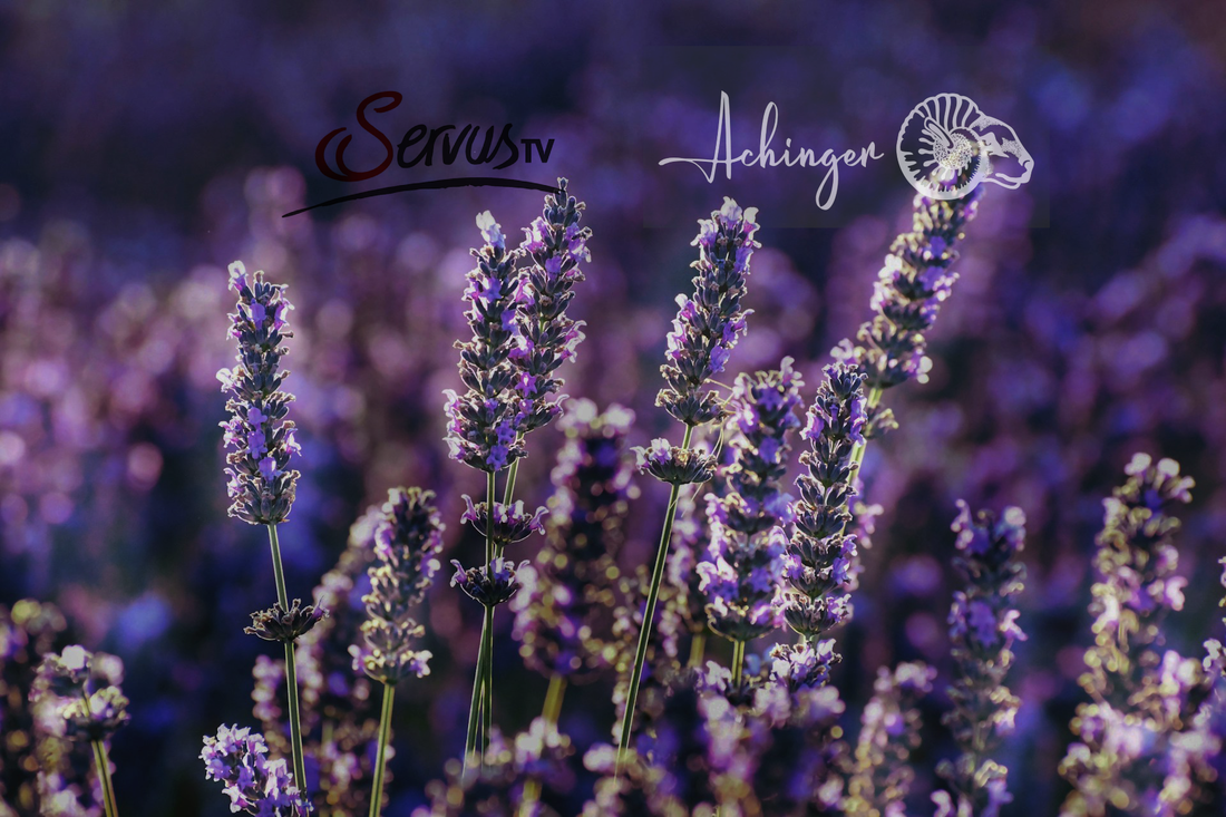 Our Lavender Vision on TV – Servus TV Reports